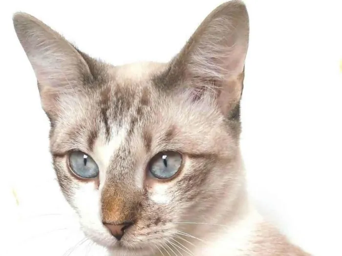 Gato ra a srd idade 7 a 11 meses nome NINO