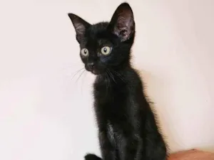 Gato raça SRD-ViraLata idade 2 a 6 meses nome RAÍ BLACK