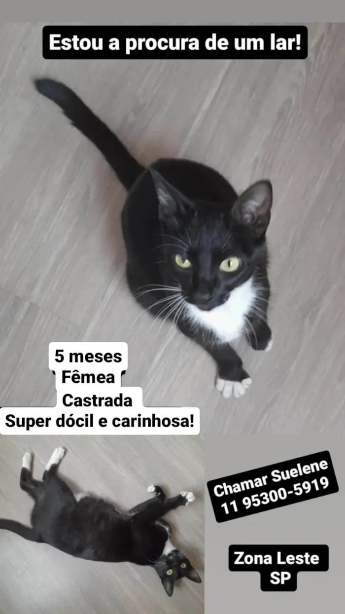 Gato ra a SRD  idade 2 a 6 meses nome Sem nome