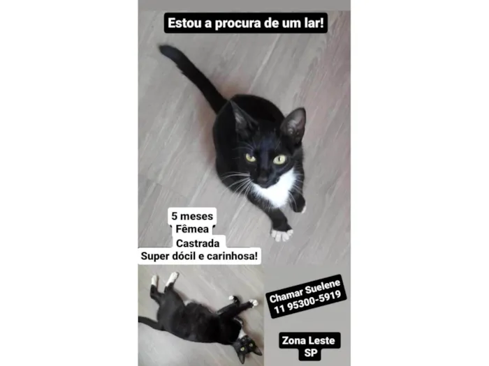 Gato ra a SRD  idade 2 a 6 meses nome Sem nome