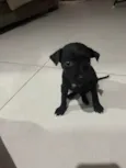 Lua
