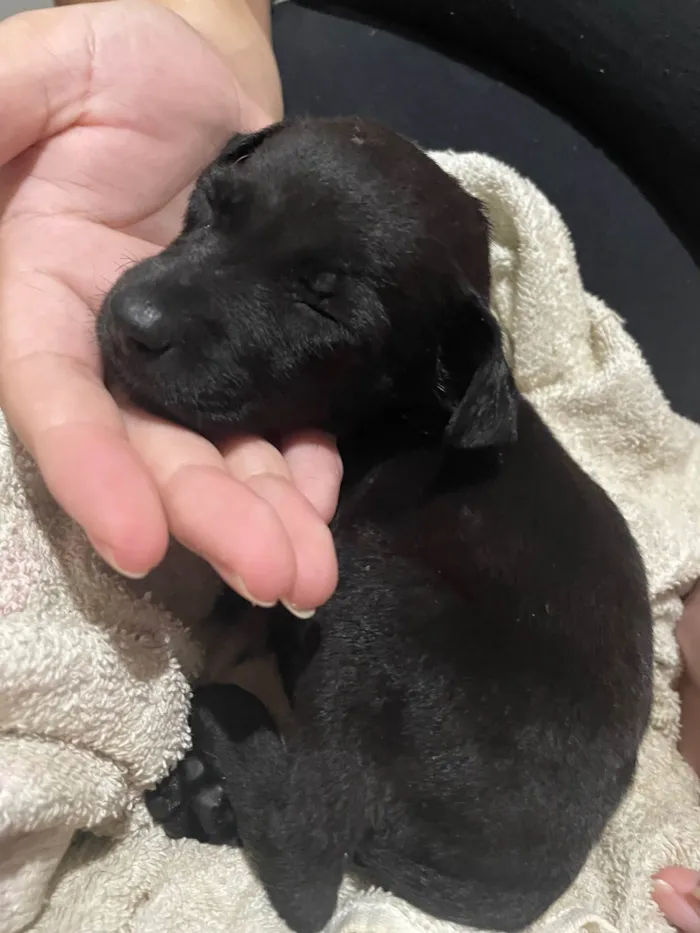 Cachorro ra a SRD-ViraLata idade 2 a 6 meses nome Lua