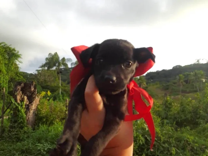 Cachorro ra a SRD-ViraLata idade 2 a 6 meses nome Lua