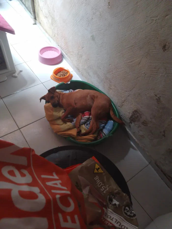 Cachorro ra a SRD-ViraLata idade 7 a 11 meses nome Zaira