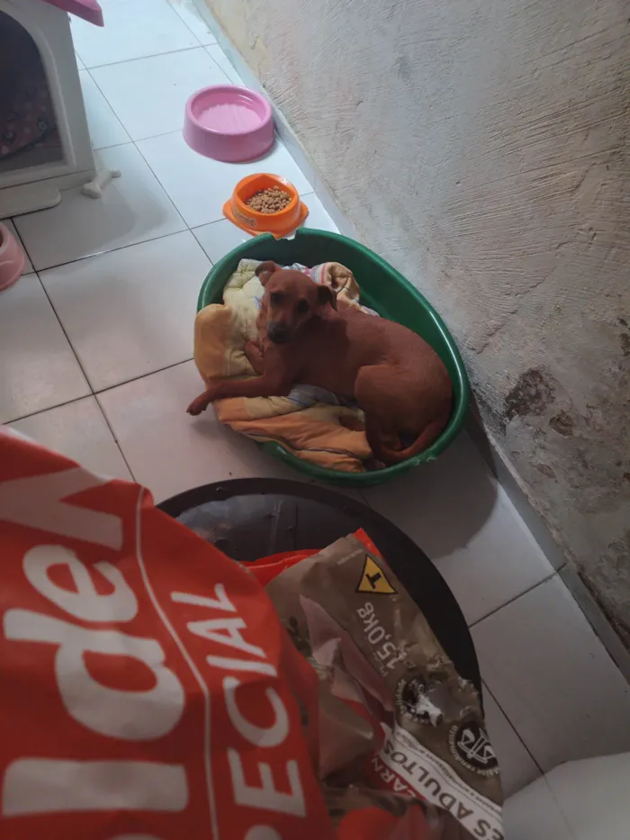Cachorro ra a SRD-ViraLata idade 7 a 11 meses nome Zaira