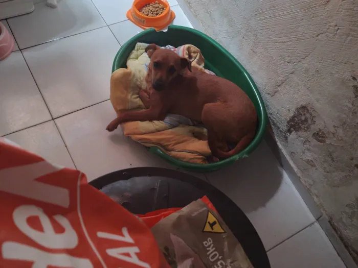 Cachorro ra a SRD-ViraLata idade 7 a 11 meses nome Zaira
