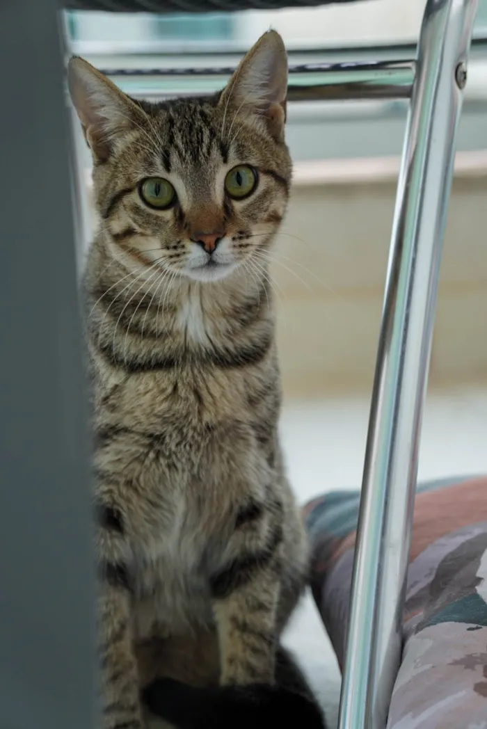 Gato ra a SRD idade 2 a 6 meses nome Pedrinho