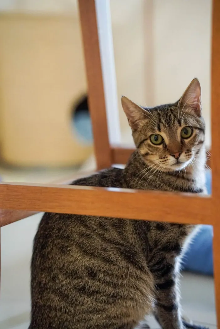 Gato ra a SRD idade 2 a 6 meses nome Pedrinho