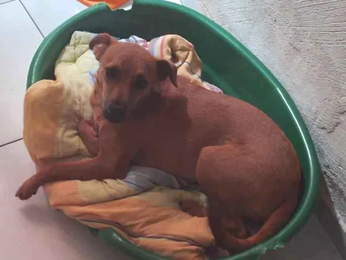Cachorro ra a SRD-ViraLata idade 7 a 11 meses nome Zaira