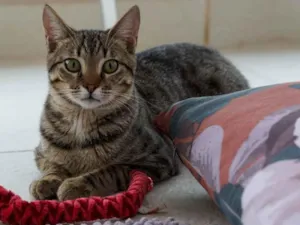 Gato raça SRD idade 2 a 6 meses nome Pedrinho