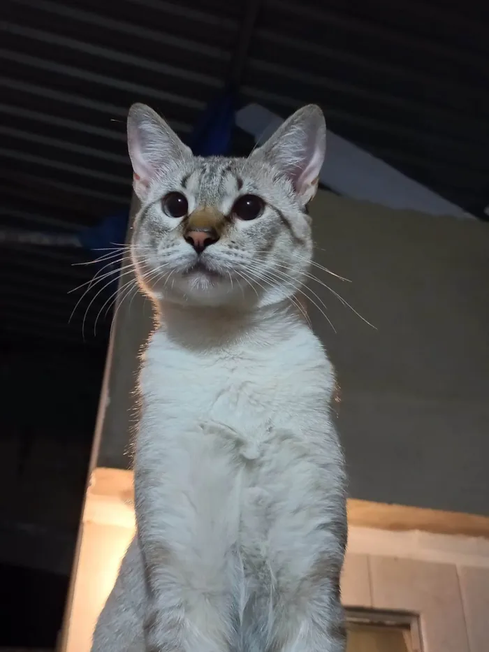 Gato ra a american shorthair idade 1 ano nome Shino