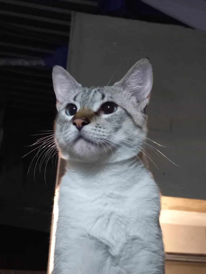 Gato ra a american shorthair idade 1 ano nome Shino
