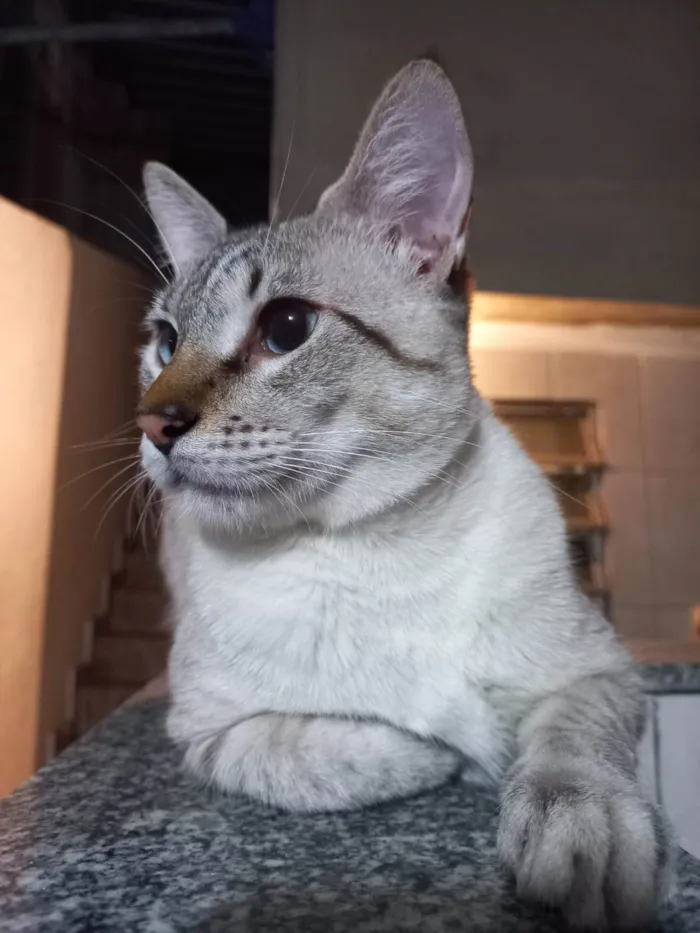 Gato ra a american shorthair idade 1 ano nome Shino