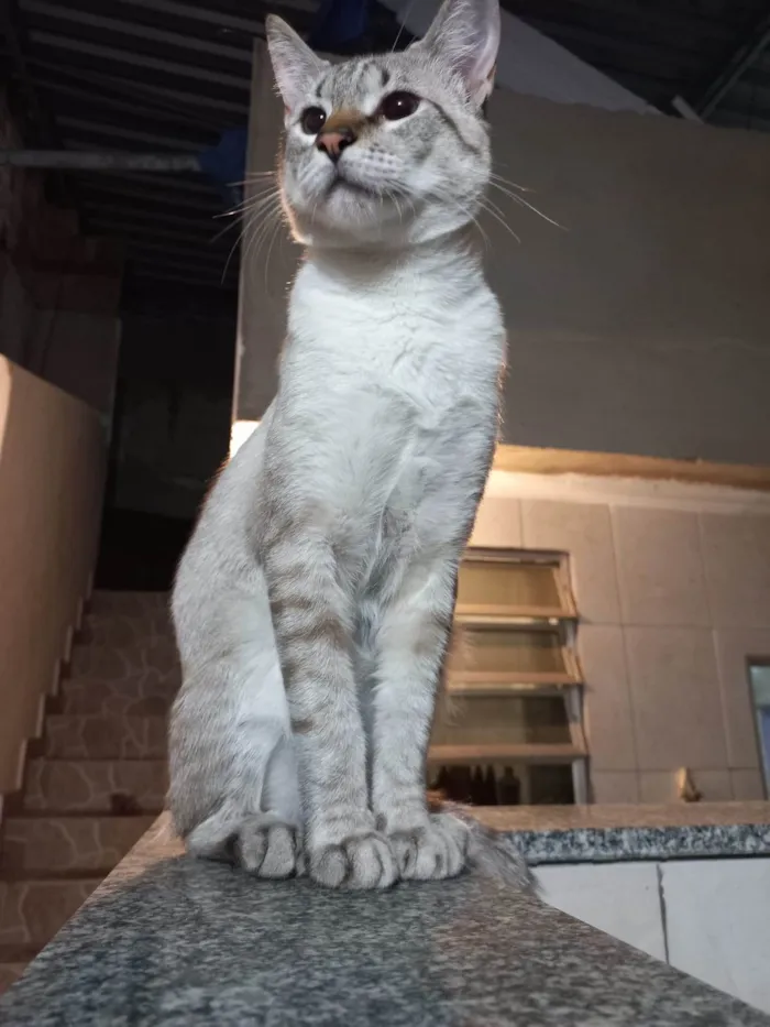 Gato ra a american shorthair idade 1 ano nome Shino