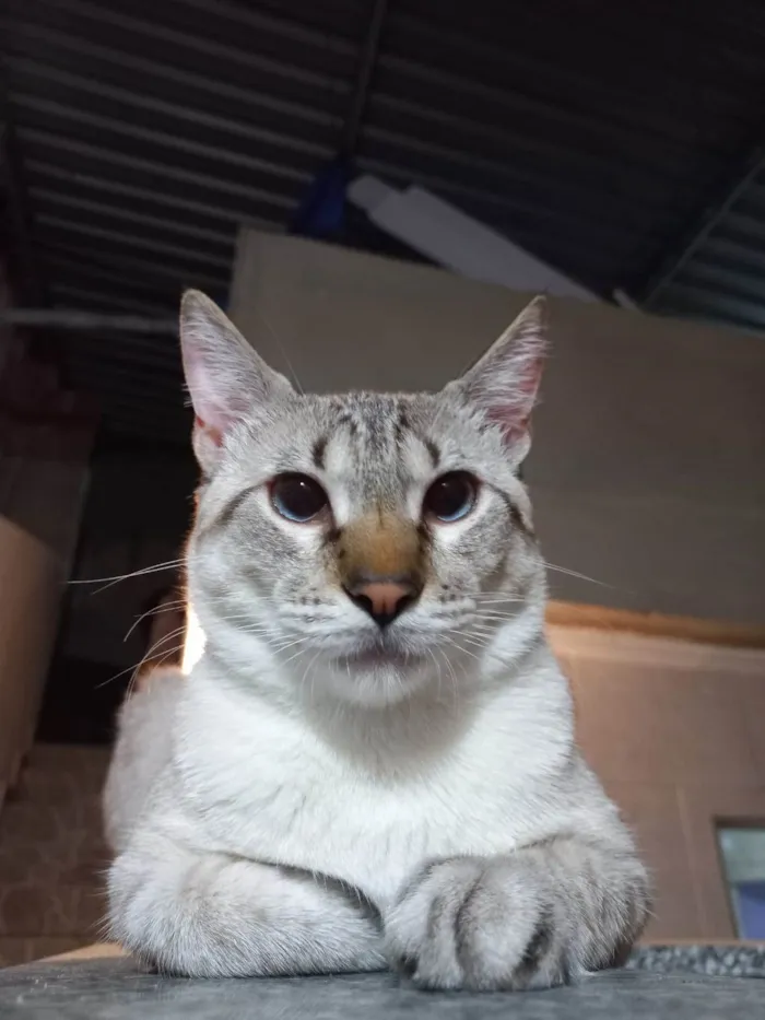 Gato ra a american shorthair idade 1 ano nome Shino