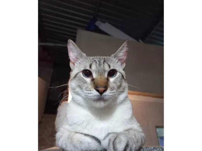 Gato ra a american shorthair idade 1 ano nome Shino