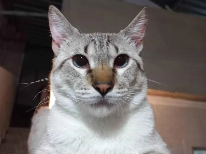 Gato ra a american shorthair idade 1 ano nome Shino