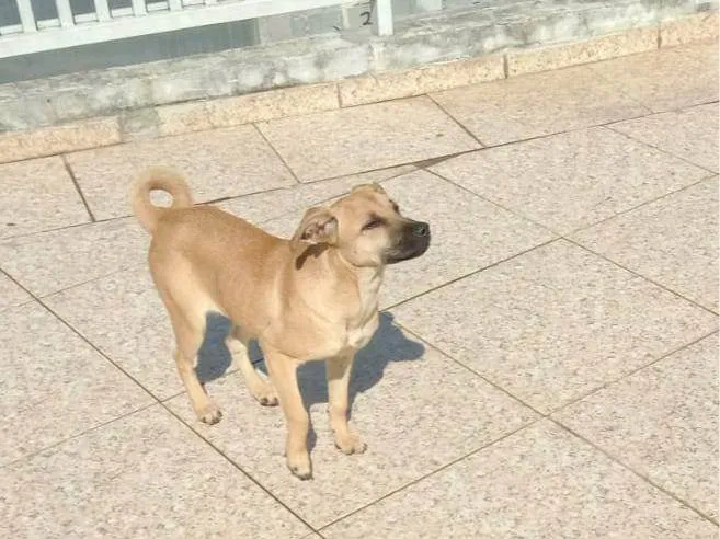 Cachorro ra a SRD-ViraLata idade 7 a 11 meses nome Mel