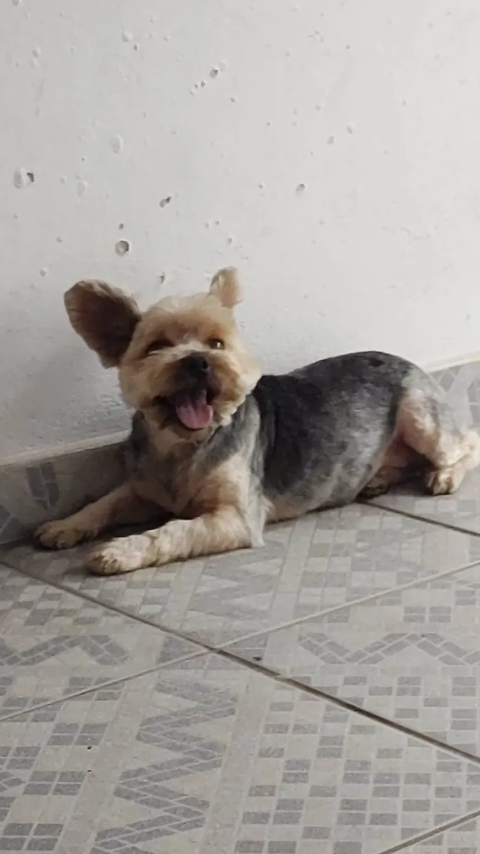 Cachorro ra a Yorkshire idade 4 anos nome Rubi