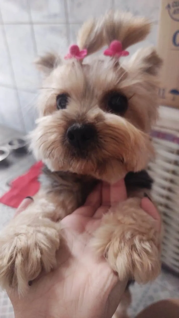 Cachorro ra a Yorkshire idade 4 anos nome Rubi