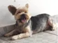 Rubi