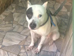 Cachorro raça Pit-Bull idade 4 anos nome Alok