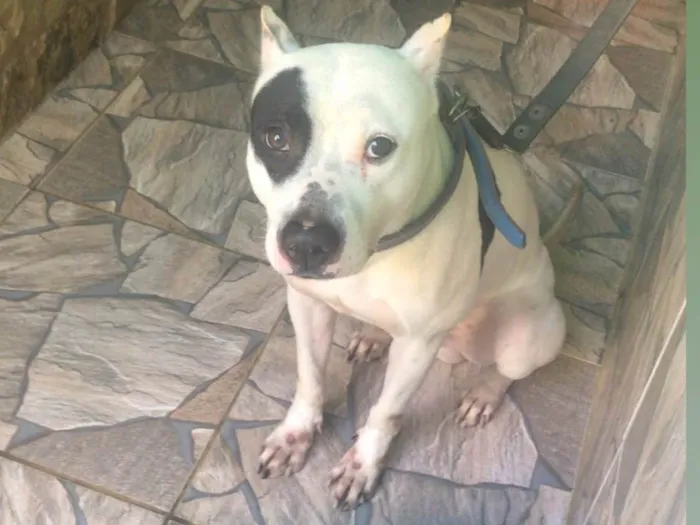 Cachorro ra a Pit-Bull idade 4 anos nome Alok