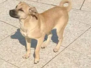 Cachorro raça SRD-ViraLata idade 7 a 11 meses nome Mel