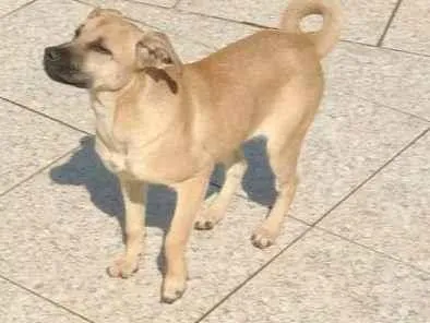 Cachorro ra a SRD-ViraLata idade 7 a 11 meses nome Mel