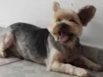 Rubi