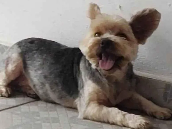 Cachorro ra a Yorkshire idade 4 anos nome Rubi