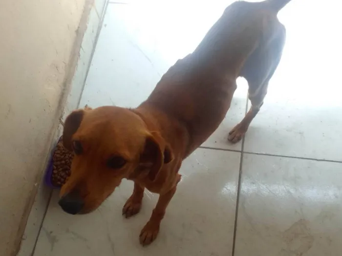 Cachorro ra a SRD-ViraLata idade 1 ano nome Caramelo