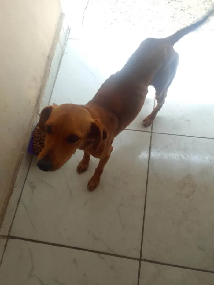 Cachorro ra a SRD-ViraLata idade 1 ano nome Sem nome