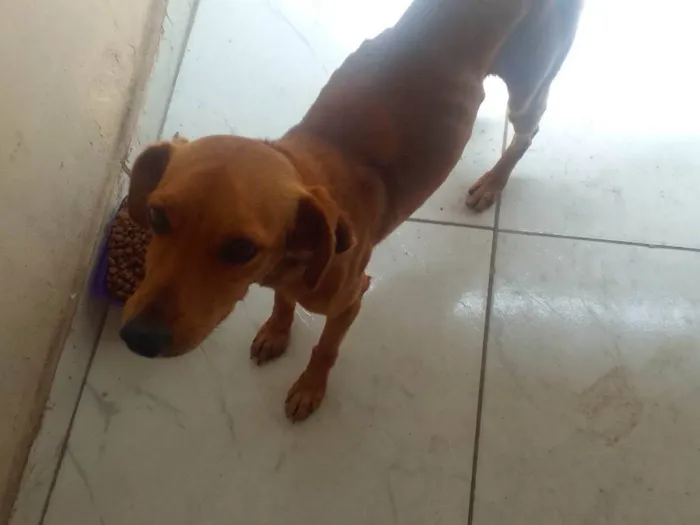 Cachorro ra a SRD-ViraLata idade 1 ano nome Sem nome