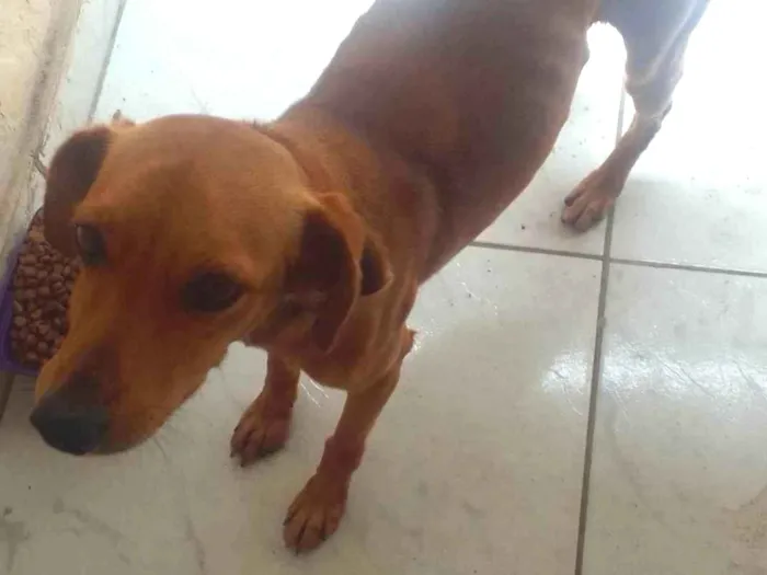 Cachorro ra a SRD-ViraLata idade 1 ano nome Sem nome