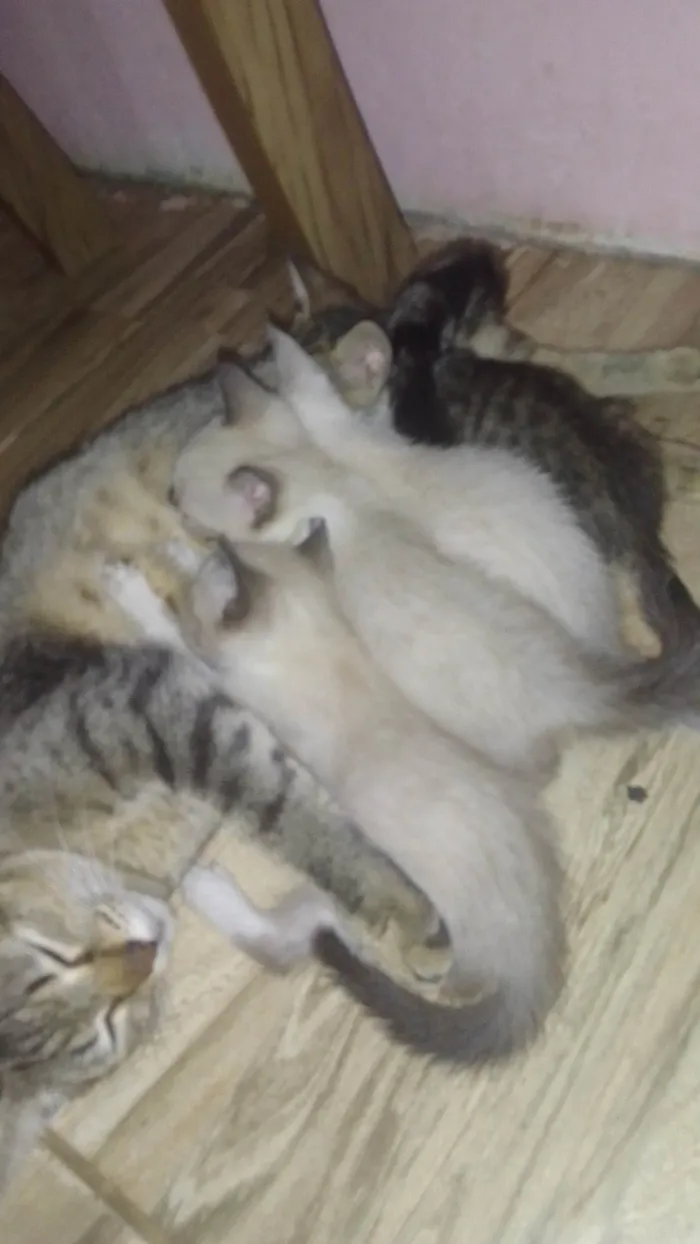 Gato ra a Siames idade Abaixo de 2 meses nome Branquinha