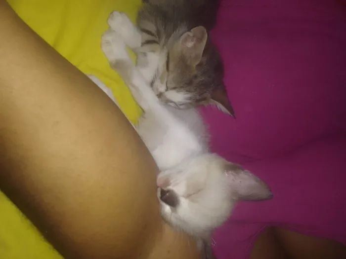 Gato ra a Siames idade Abaixo de 2 meses nome Branquinha