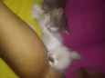 Branquinha
