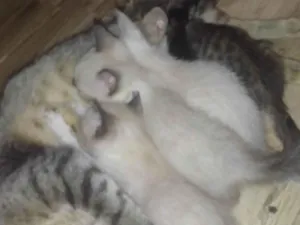 Gato raça Siames idade Abaixo de 2 meses nome Branquinha