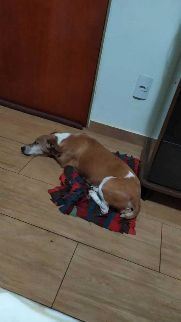 Cachorro ra a SRD-ViraLata idade 6 ou mais anos nome Kira