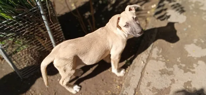 Cachorro ra a Misturada idade 2 a 6 meses nome Tila