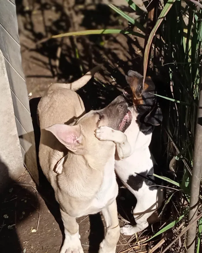 Cachorro ra a Misturada idade 2 a 6 meses nome Tila