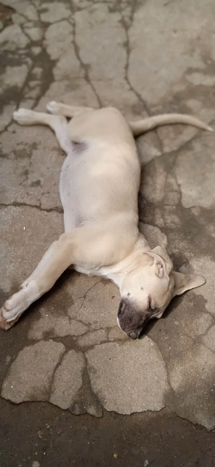 Cachorro ra a Misturada idade 2 a 6 meses nome Tila