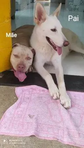 Cachorro ra a Misturada idade 2 a 6 meses nome Tila