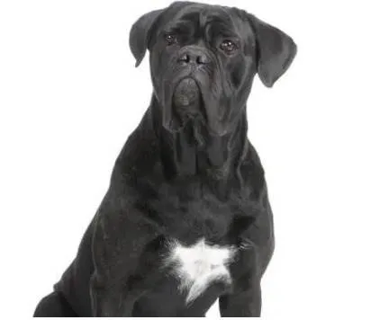 Cachorro ra a cane corso idade 1 ano nome Noturno