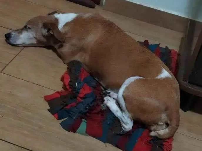 Cachorro ra a SRD-ViraLata idade 6 ou mais anos nome Kira