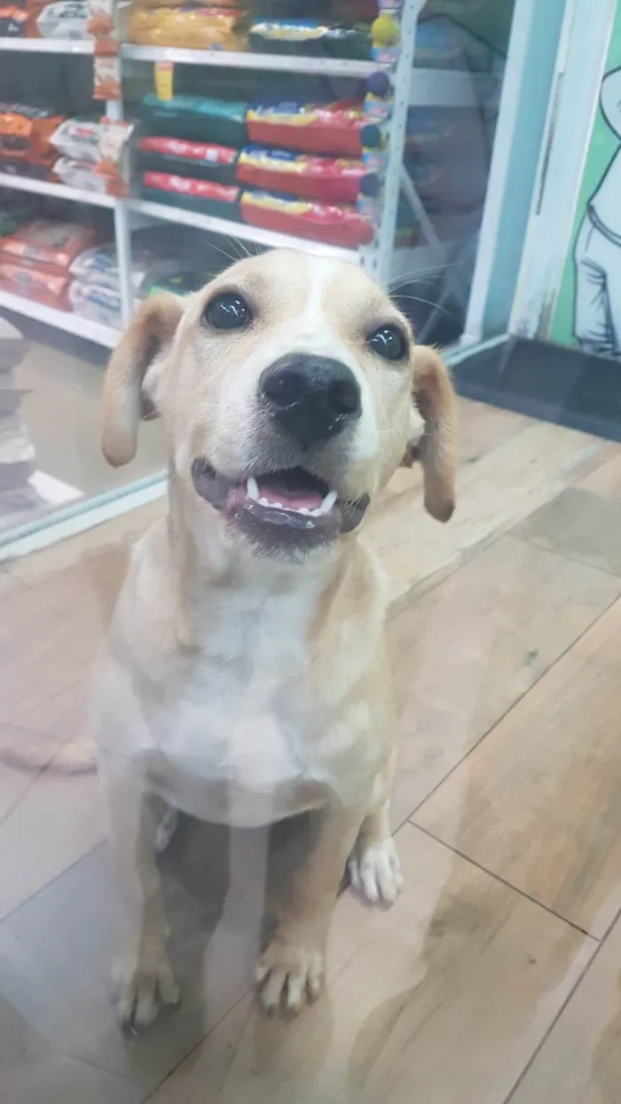 Cachorro ra a SRD-ViraLata idade 2 a 6 meses nome Gigi