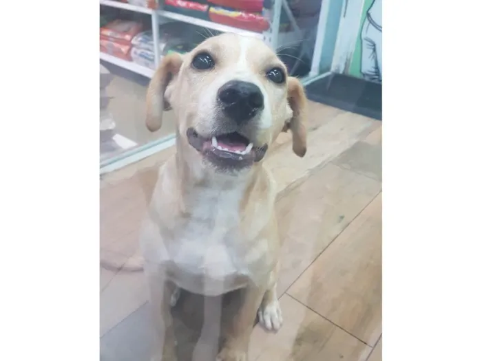 Cachorro ra a SRD-ViraLata idade 2 a 6 meses nome Gigi