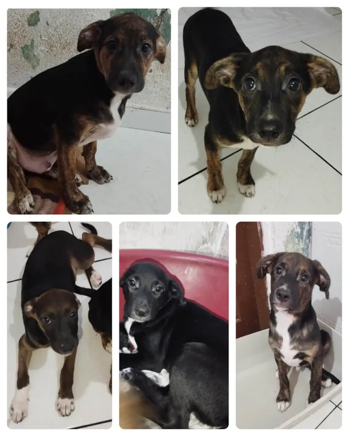 Cachorro ra a SRD-ViraLata idade 2 a 6 meses nome Machinhos