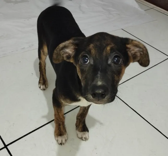 Cachorro ra a SRD-ViraLata idade 2 a 6 meses nome Machinhos